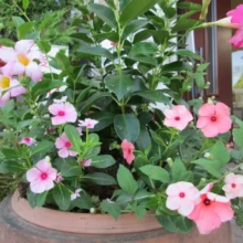 サンパラソルとニチニチソウの寄せ植え