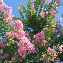 サルスベリの花