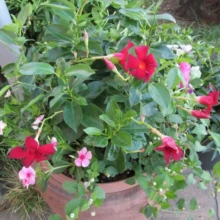 サンパラソルとニチニチソウの寄せ植え